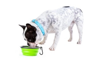 Pupware Collapsible BPA-Free Silicone Travel Doggie Dish Bowl