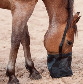 Cashel Horse Spill Proof Mesh Feed Rite Bag, Strap Retracts as Grain is Eaten