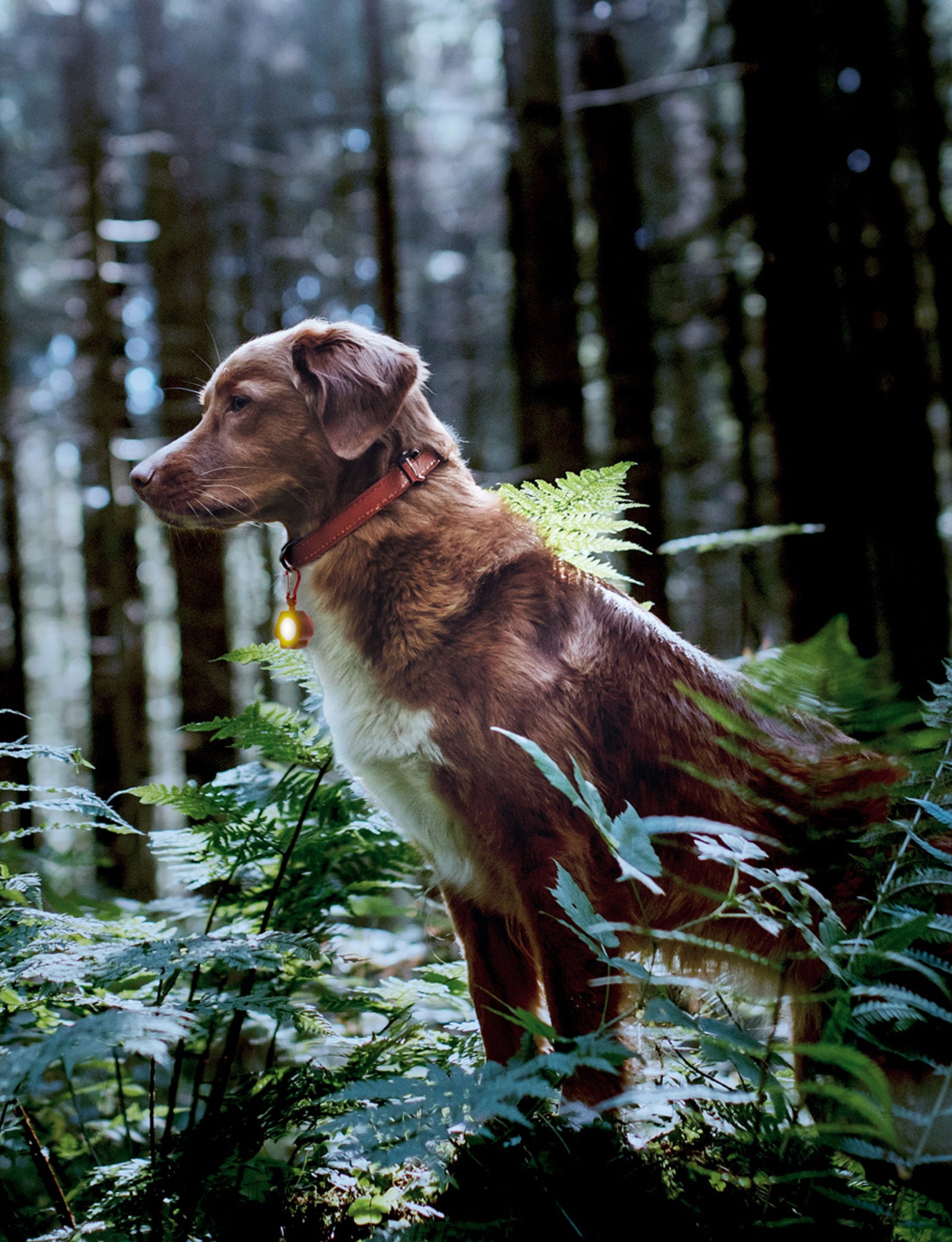 Night Scope Rechargeable Collar Attachment Pet Light and Air Tag Holder