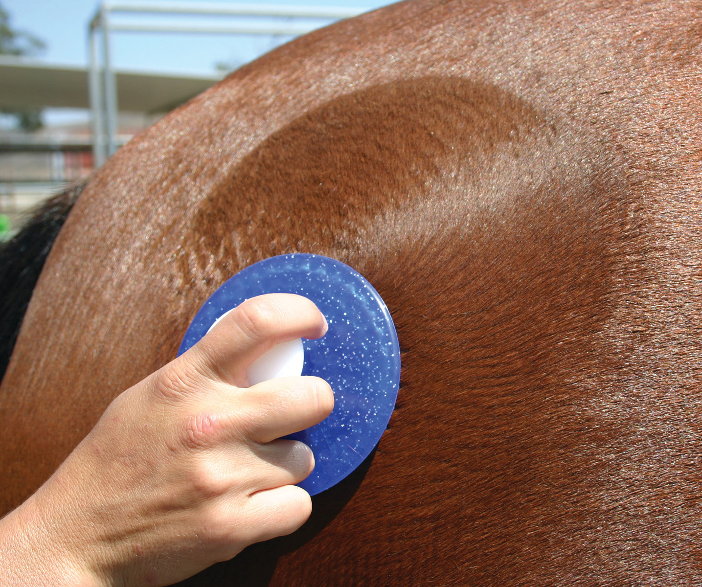 Professional's Choice Tail Tamer Comfort Circle Curry