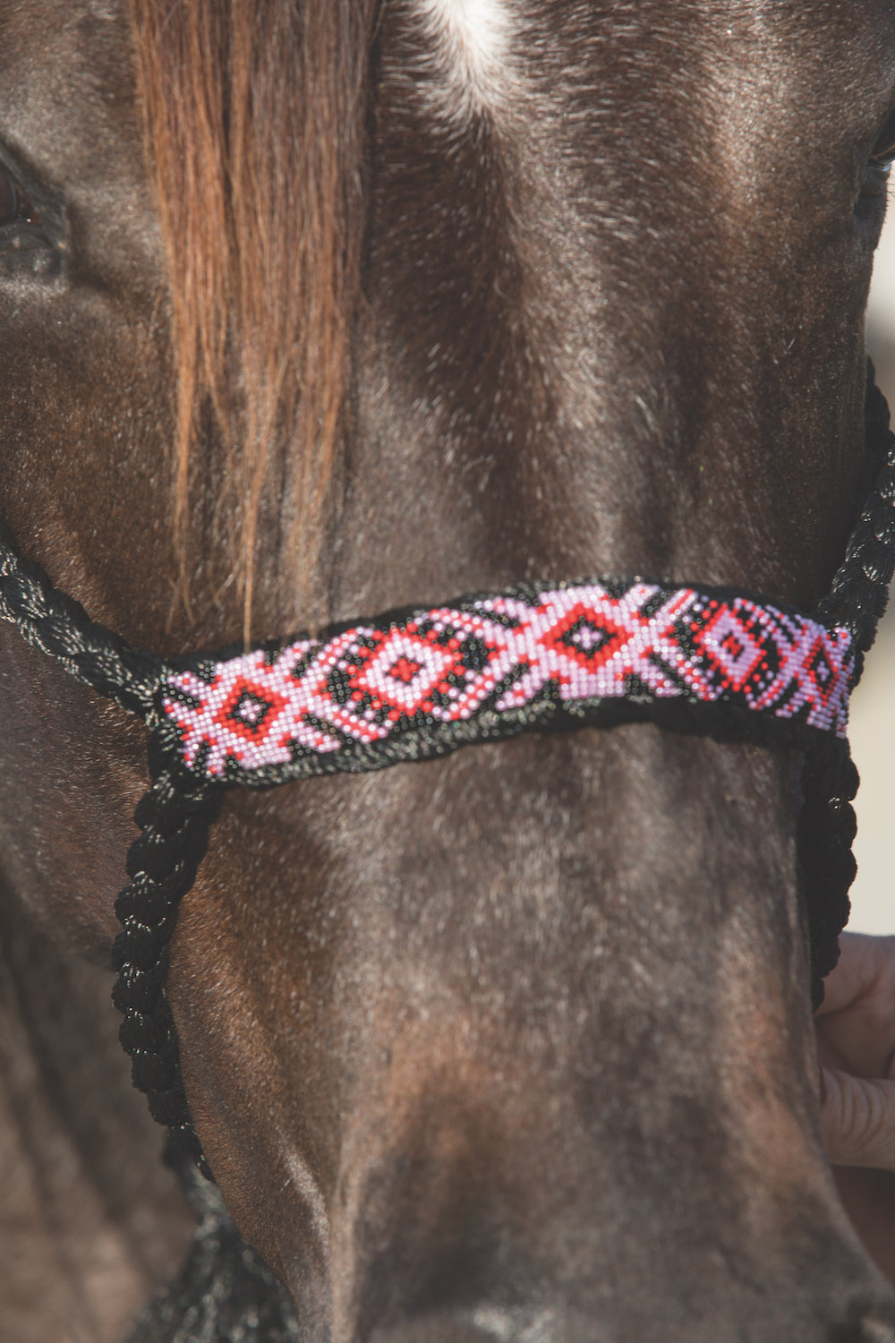 Professional's Choice Cowboy Braided Halter with 10 Foot Lead