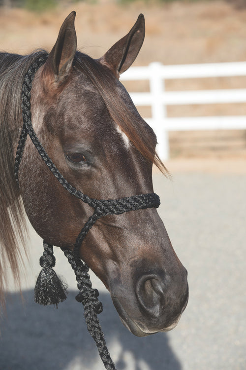 Professional's Choice Cowboy Braided Halter with 10 Foot Lead