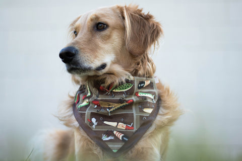 Wrangler Work Denim Overlay Adjustable Pet Collar