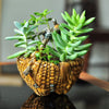 Top Collection Miniature Garden Woven Basket Functional Flower Pot